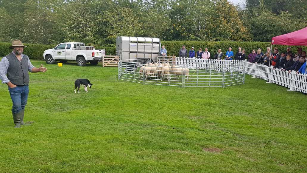sheep herding irish team building for corporate groups