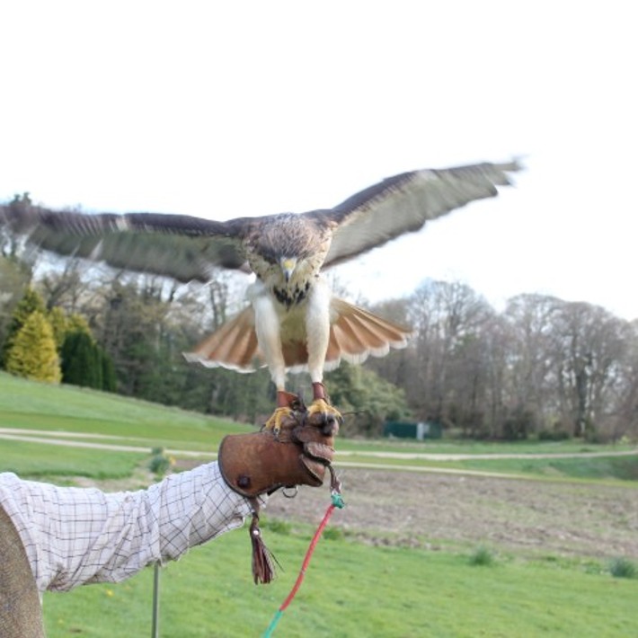 Falconry Event