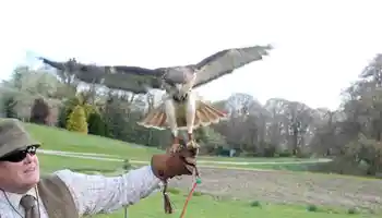 Falconry Event