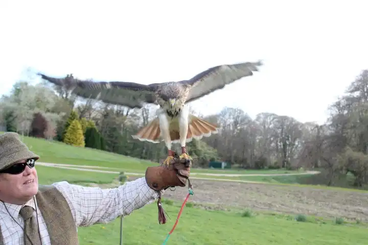 Falconry Event