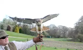 Falconry Event