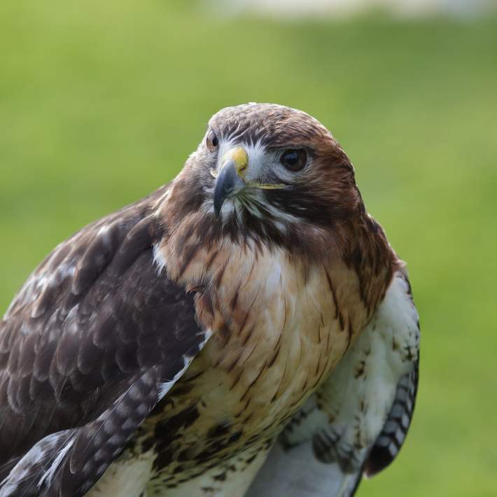 falcon on perch