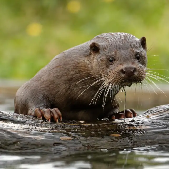Front view of a manor house through the firest tree