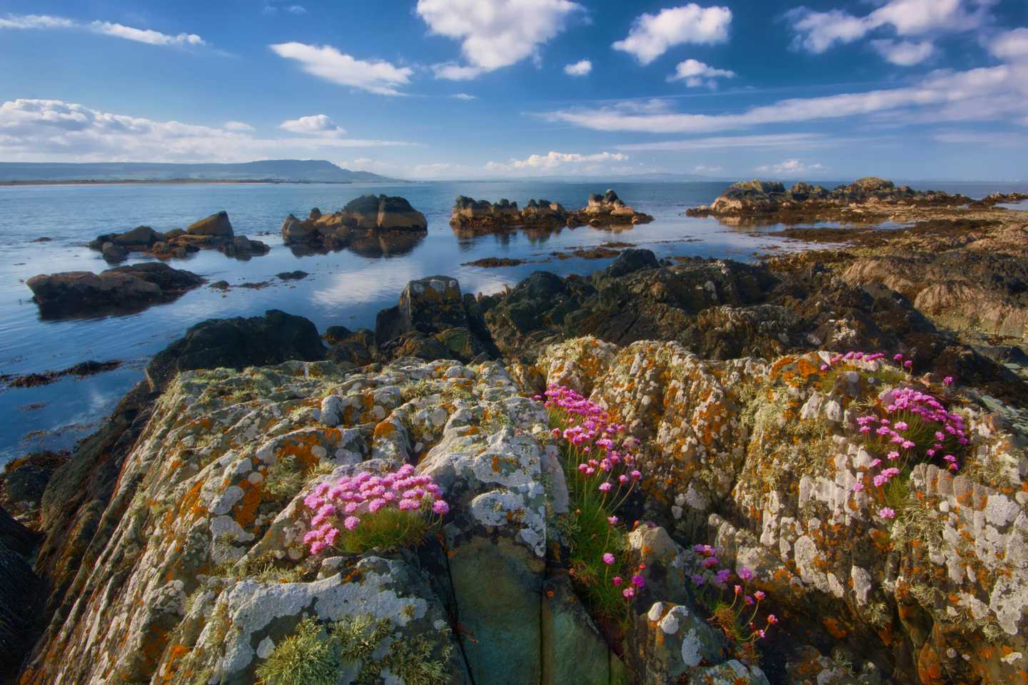 Picture of irish landscape with a with flowers over the rocks