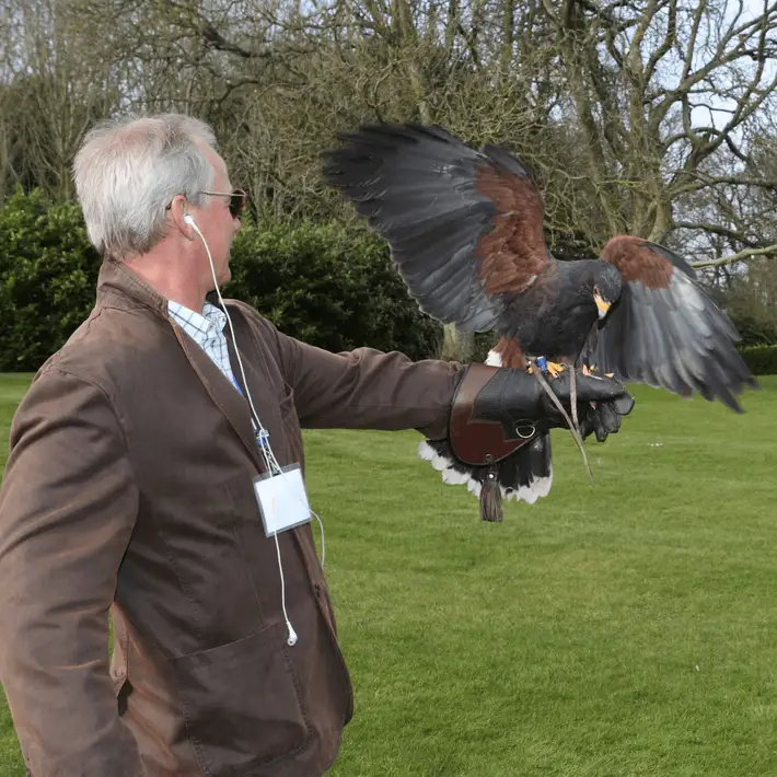 Eagle landing on an arm