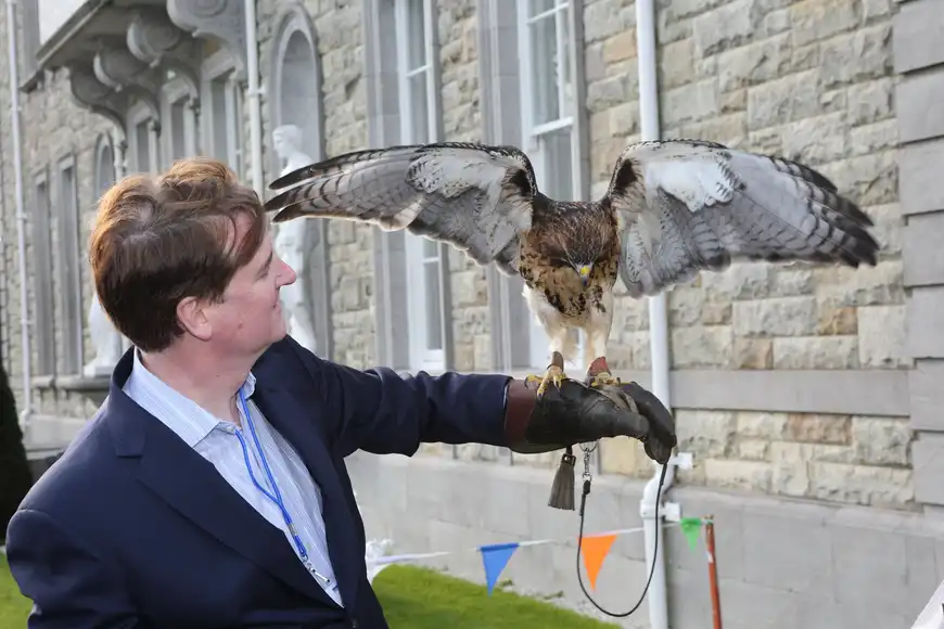 falconry corporate team building event in kilkenny