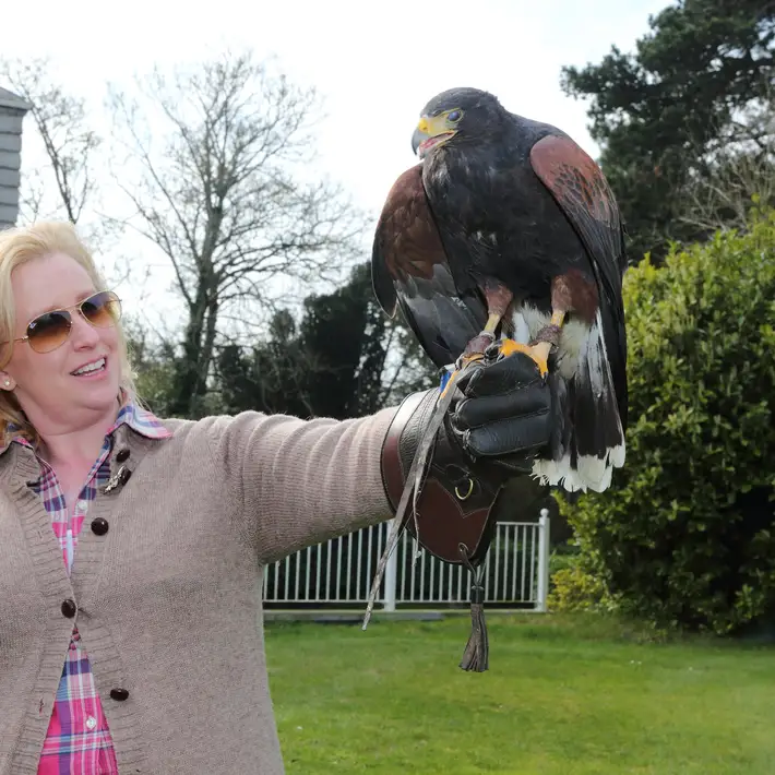 woman and falcon