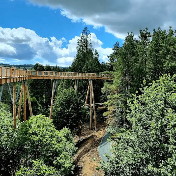 Evening view of the illuminated Viewing Tower against the forest skyline