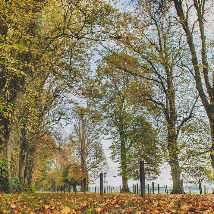 Forestry with leaves and trees | Corporate Team-Building Events at Cahernane House Hotel | Dynamic Events