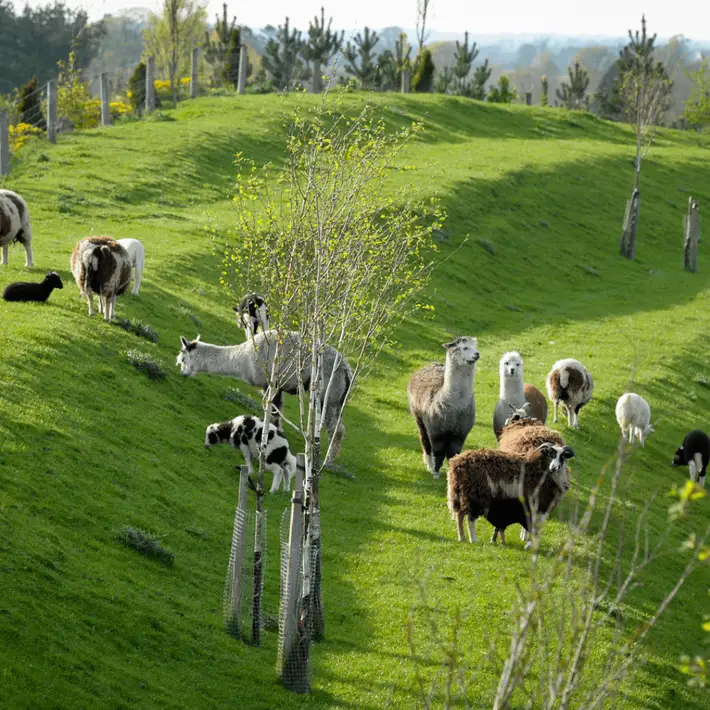 Llamas outside grazing on green grass