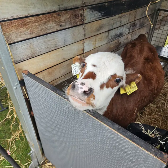 Brown and white cow looking for pets while at the petting zoo