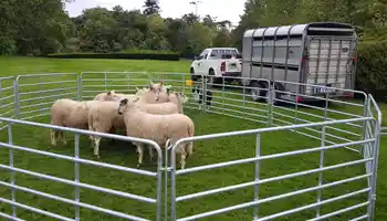 sheep in a pen