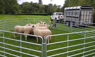 sheep in a pen