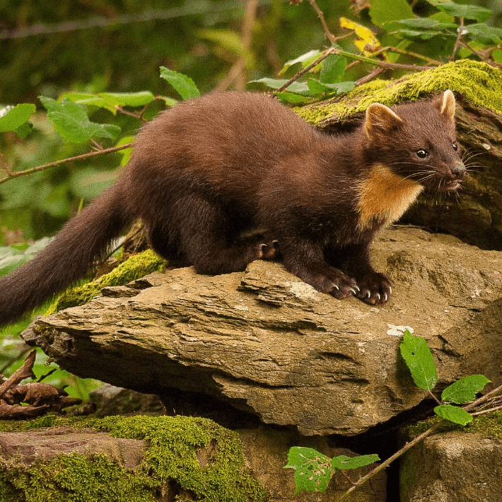 Wild animal walking through the forest on a rock