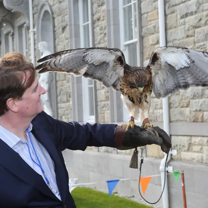 Eagle taking flight off an arm