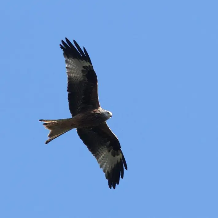 Red Kite (Bird) flying in the air with blue skies who is a frequent visitor of avondale 