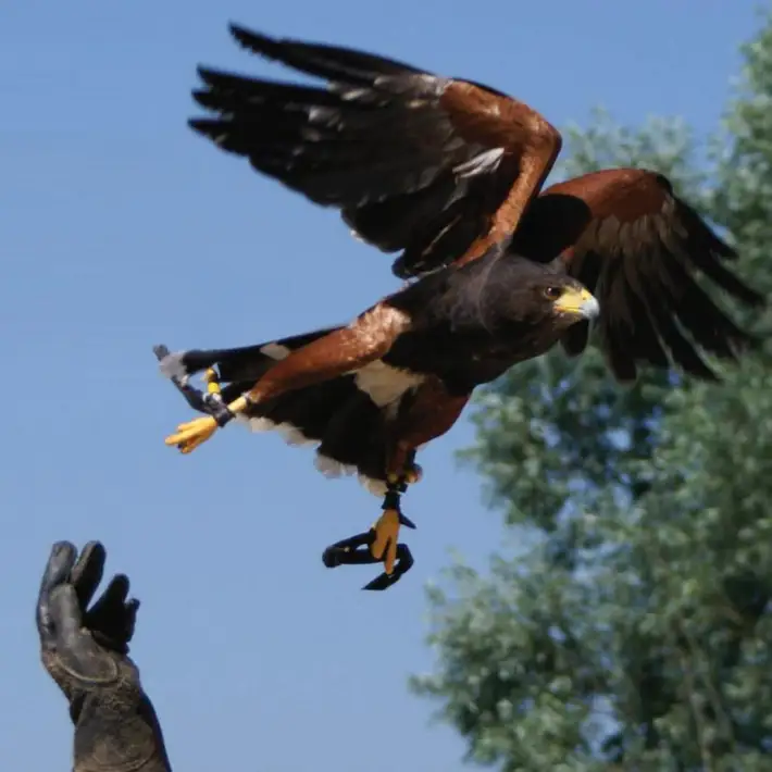 Eagle flying in the air