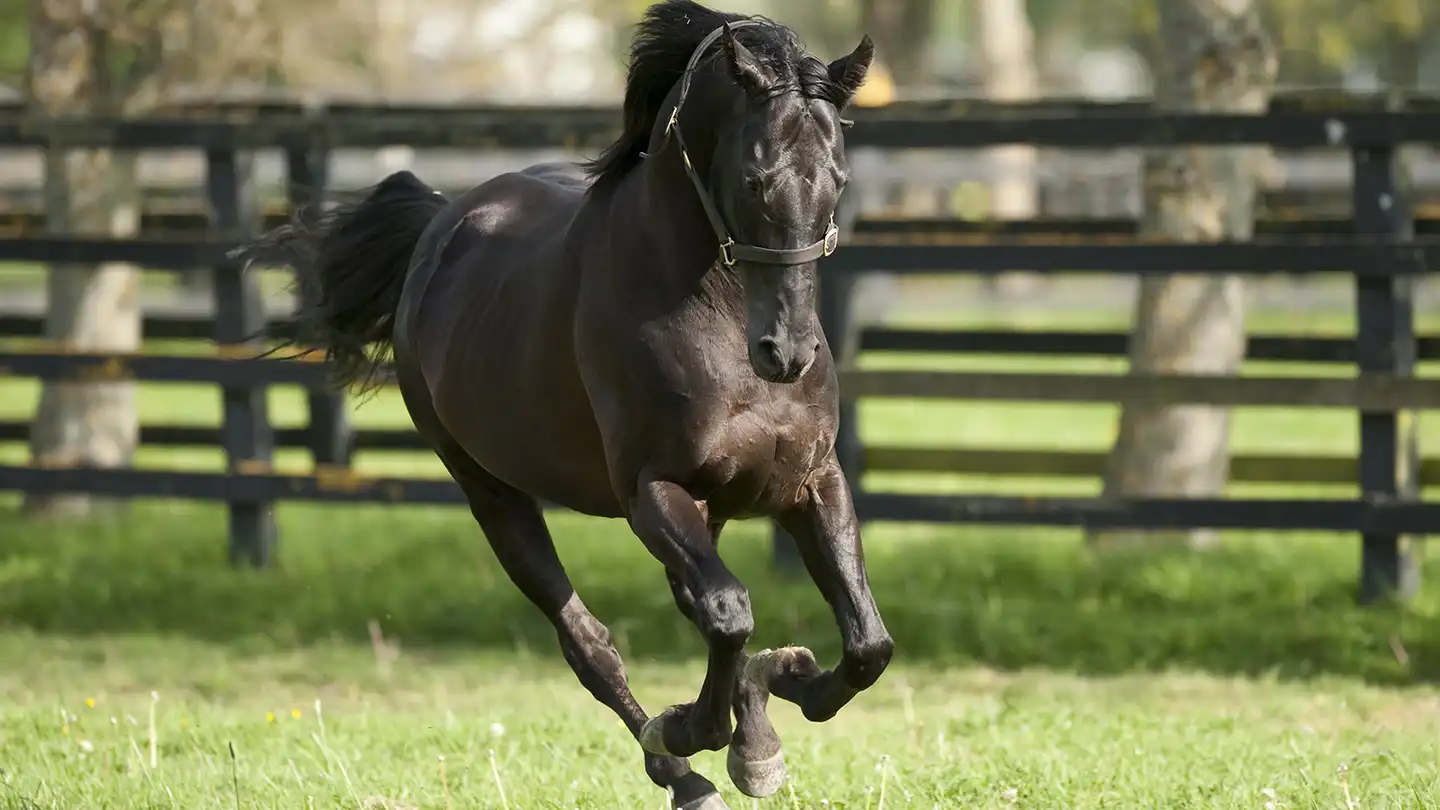Irish National Stud & Gardens