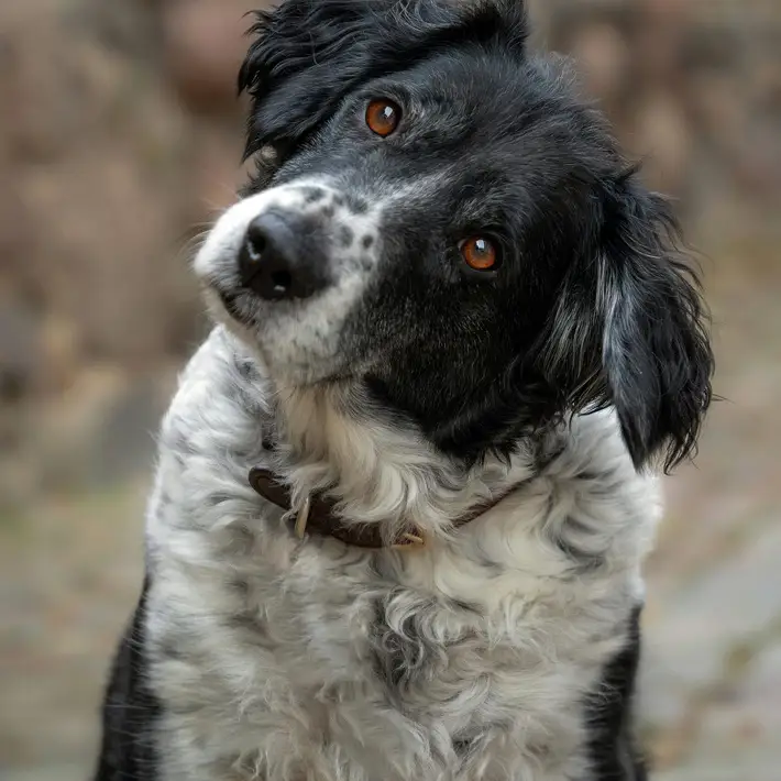 sheep dog